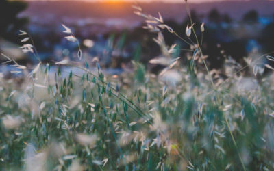 Does Chiropractic Work?