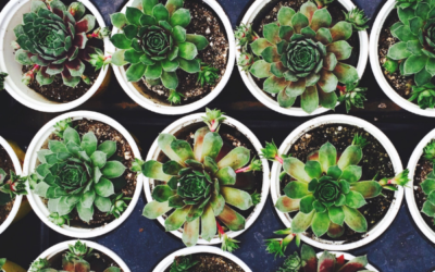 A Hidden Gem in Lake Country | Roost Mercantile