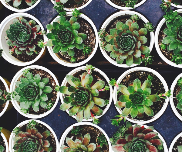 A Hidden Gem in Lake Country | Roost Mercantile