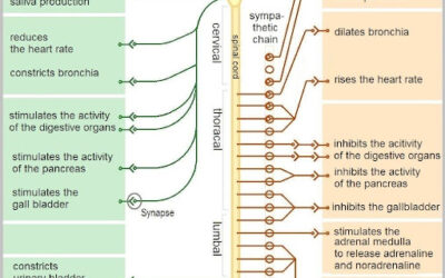 WHAT’S MY AUTONOMIC NERVOUS SYSTEM AND WHY SHOULD I CARE?